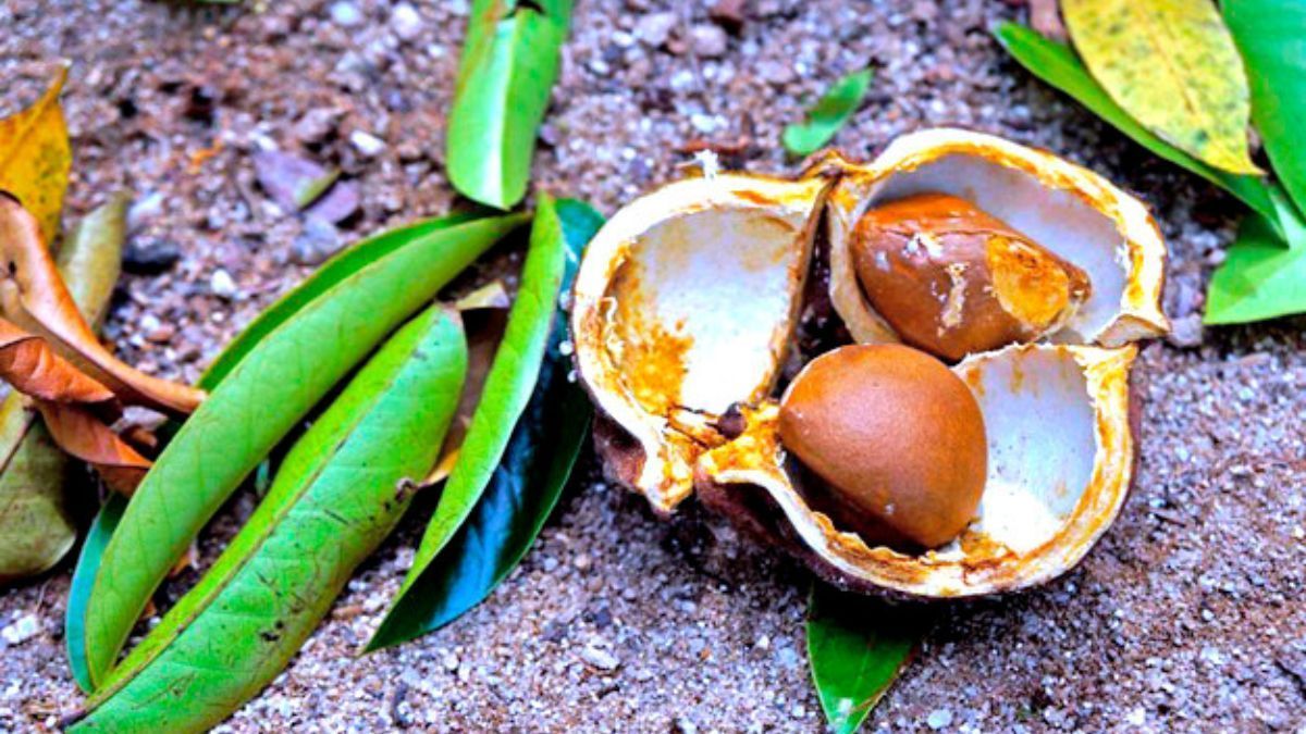 Fundo Amazônia libera R$ 39 milhões para apoiar pequenos produtores rurais e extrativistas