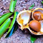 Fundo Amazônia libera R$ 39 milhões para apoiar pequenos produtores rurais e extrativistas