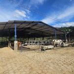 IMA certifica primeira propriedade leiteira do estado no Sul de Minas