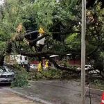 Prefeitura retira árvore que caiu sobre carro na Av. Getúlio Vargas, em BH