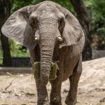 Elefanta africana Pupy é transferida para o Santuário de Elefantes Brasil em Mato Grosso
