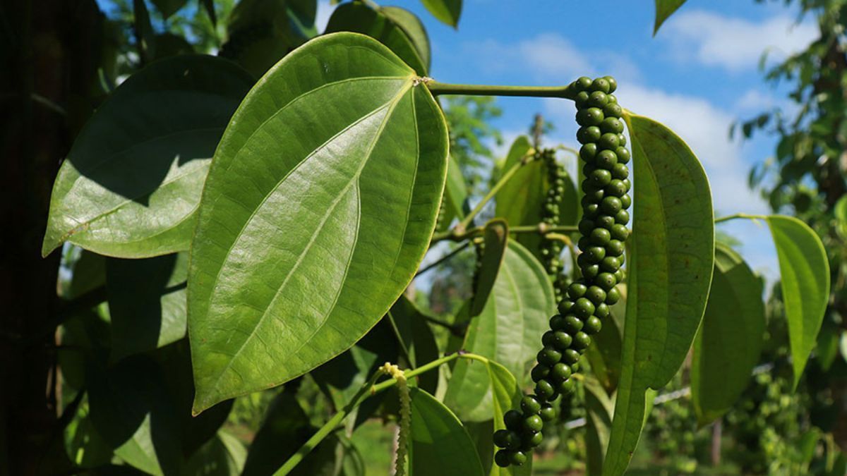 Pimenteira-do-reino cultivada em árvore reduz custos e impacto ambiental