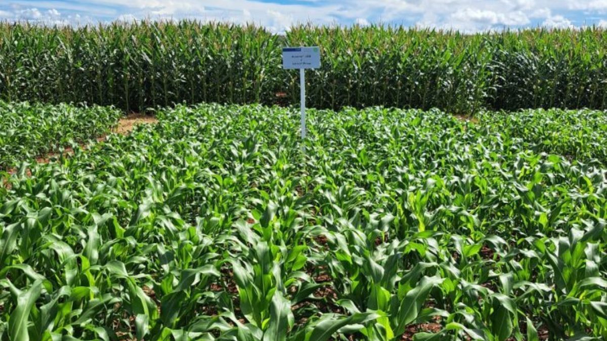 Tratamento de Sementes transforma a produção no campo aumentando a produtividade 