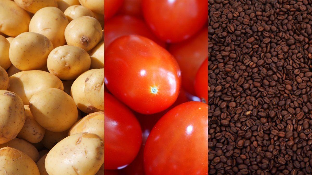 Vilões: batata, tomate e café puxam inflação de abril no Brasil