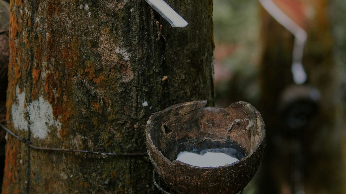 Preço de referência de importação da borracha natural cai 14,2% em abril