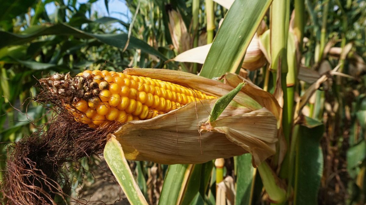 Preço do milho segue em queda com avanço da colheita da safra de verão