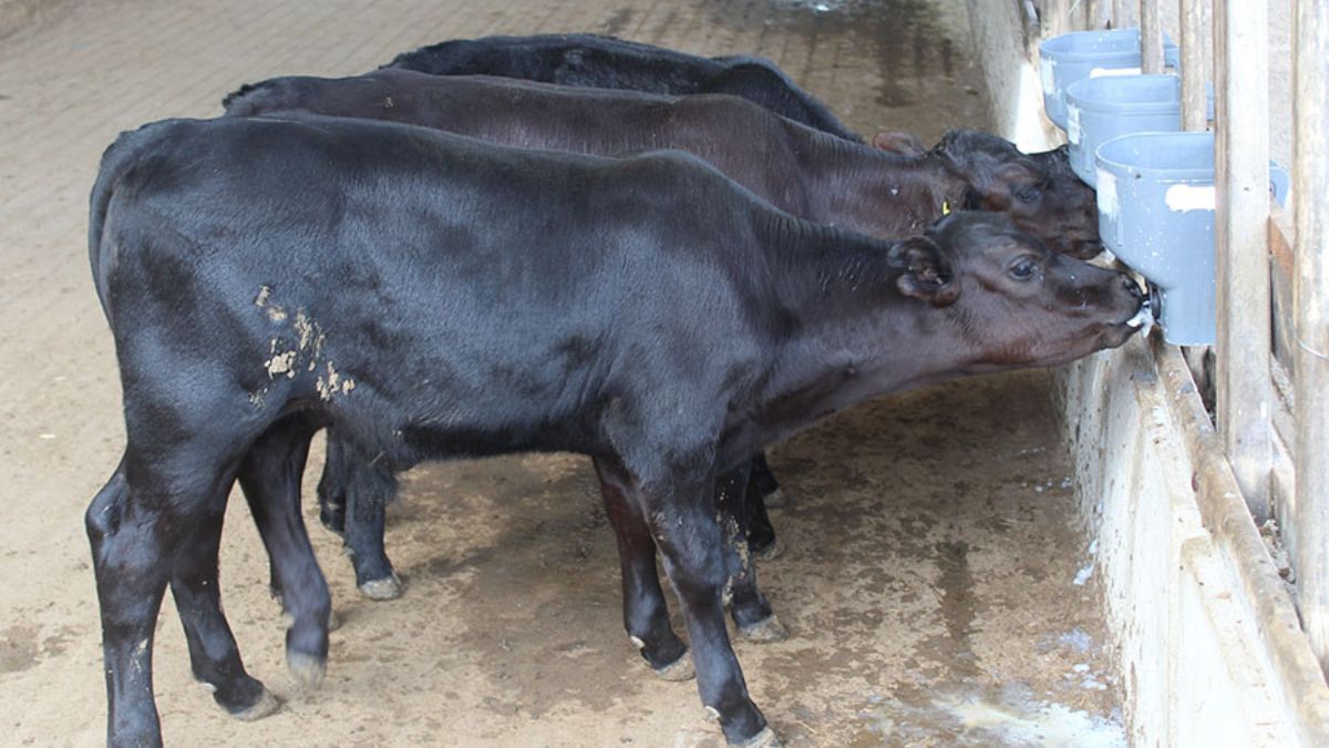 Inéditos, bezerros geneticamente modificados nascem no Brasil; entenda processo