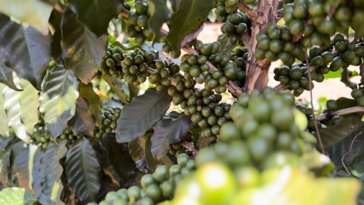 Produtores resgatam cultivo histórico e café volta a florescer em Gouveia