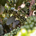 Produtores resgatam cultivo histórico e café volta a florescer em Gouveia
