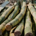 Goiás bate recorde na produção de cana-de-açúcar na safra 2024/25