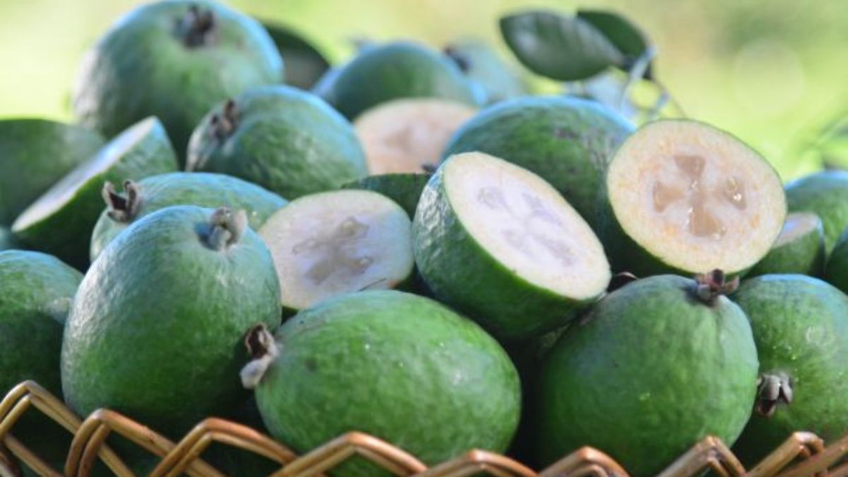 Goiaba-serrana encerra colheita em Santa Catarina em maio