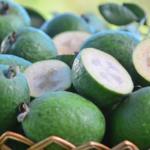 Goiaba-serrana encerra colheita em Santa Catarina em maio