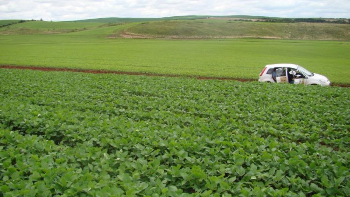 Vazio sanitário e calendário de semeadura: período de plantio de soja é ampliado em SC