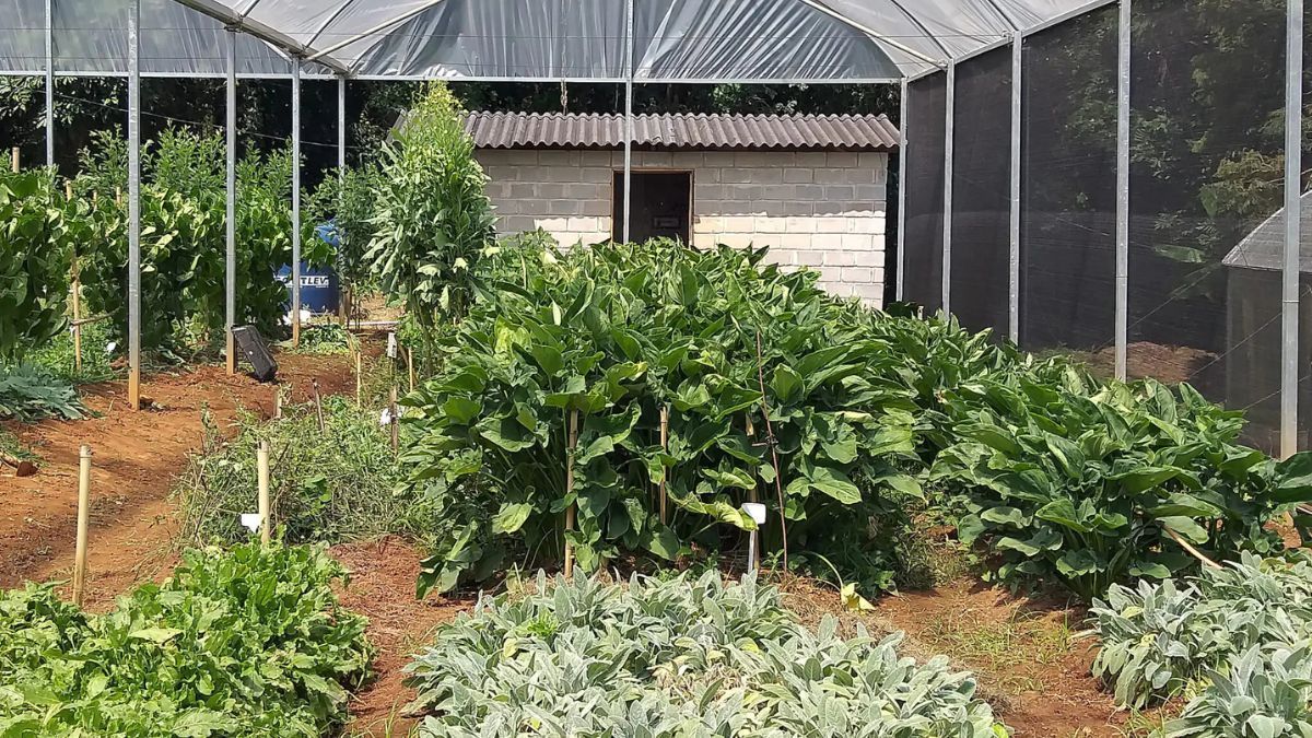 'Hortaliças PANC: Frutos' é o tema da nova edição do Informe Agropecuário