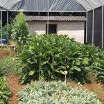 'Hortaliças PANC: Frutos' é o tema da nova edição do Informe Agropecuário