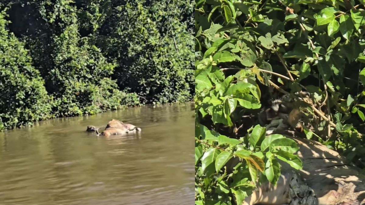 Onça-pintada arrasta boi em rio no Pantanal; veja vídeo