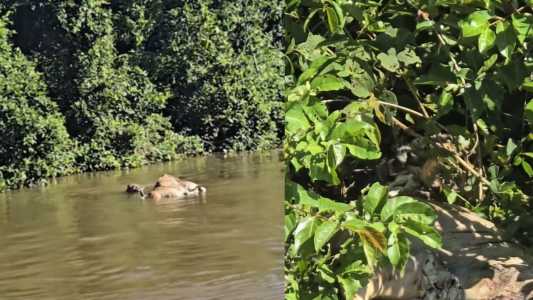 Onça-pintada fêmea é flagrada arrastando presa para se alimentar na margem do rio Cuiabá