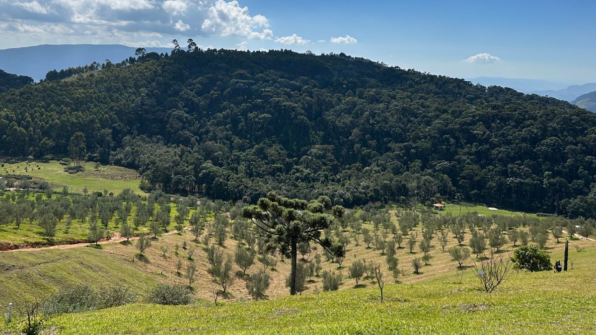 Minas Gerais: O olival premiado que produz duas vezes ao ano com uma trilha sonora especial