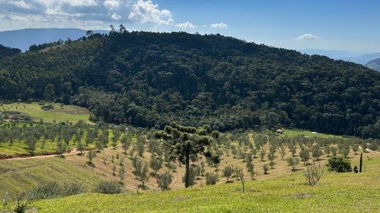 Olival da Fazenda Santa Helena em Maria da Fé, na Serra da Mantiqueira a 1650 metros de altitude