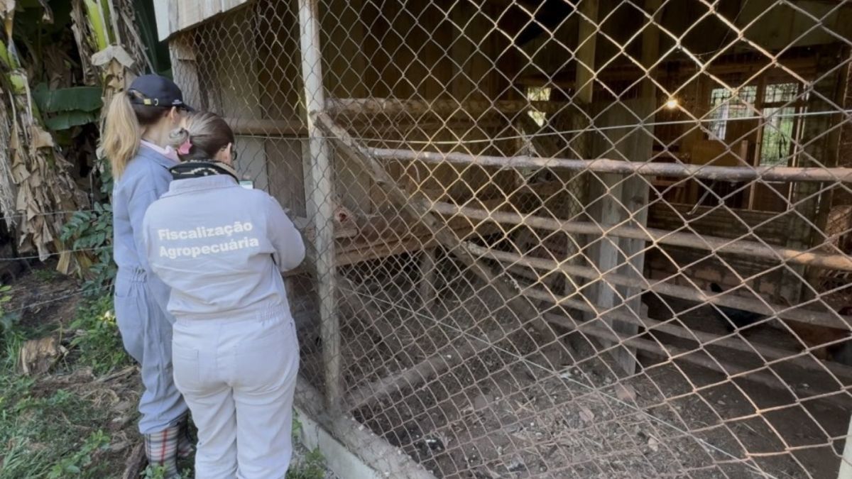 Propriedades próximas do foco de gripe aviária começam a receber segunda visita técnica no RS
