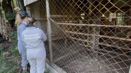 Técnicos vistam propriedades próximas ao foco de gripe aviária em Montenegro, no Rio Grande do Sul