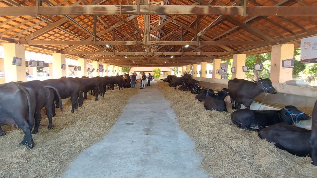 Búfalos marcam presença na Megaleite, maior feira de pecuária leiteira da América Latina