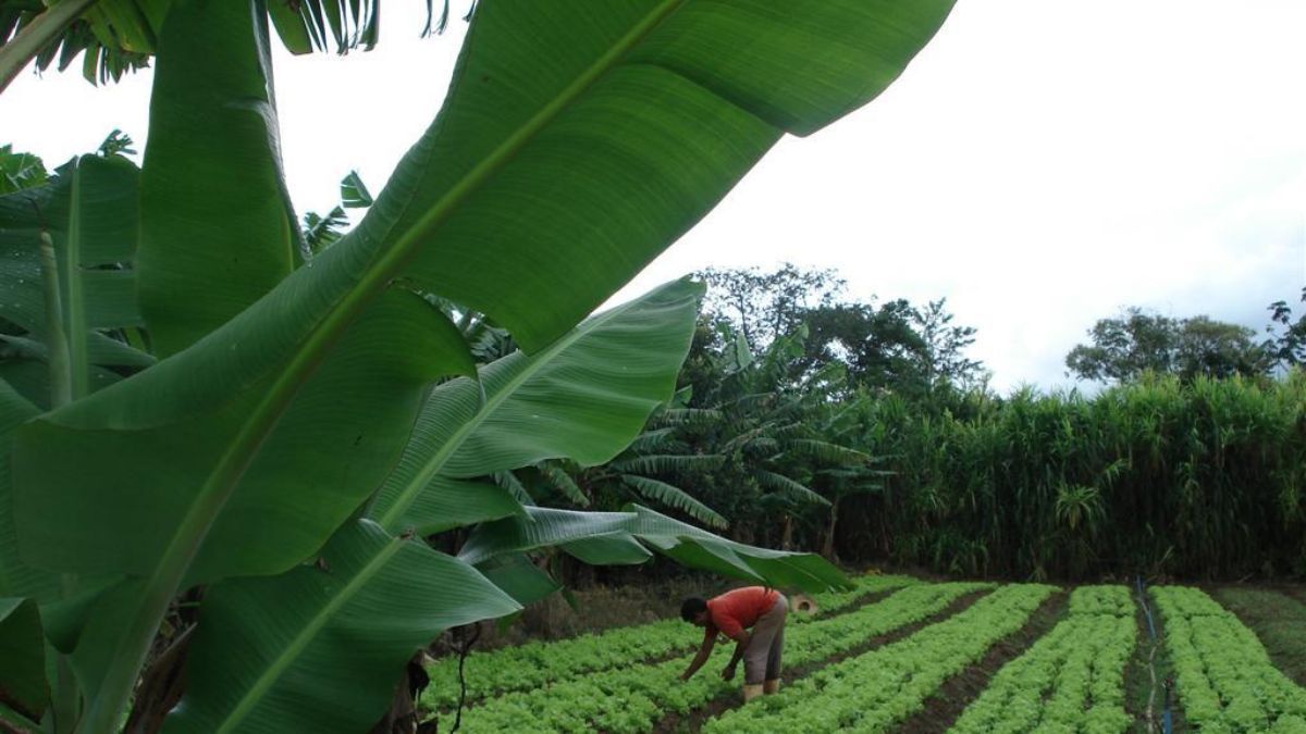 Produção orgânica e agroecologia cresce em Campinas como alternativa sustentável no campo