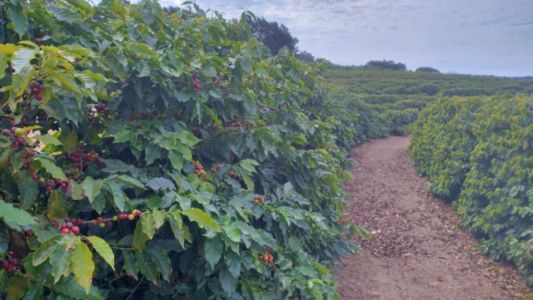 Plantação de café de Torrinha, no interior paulista