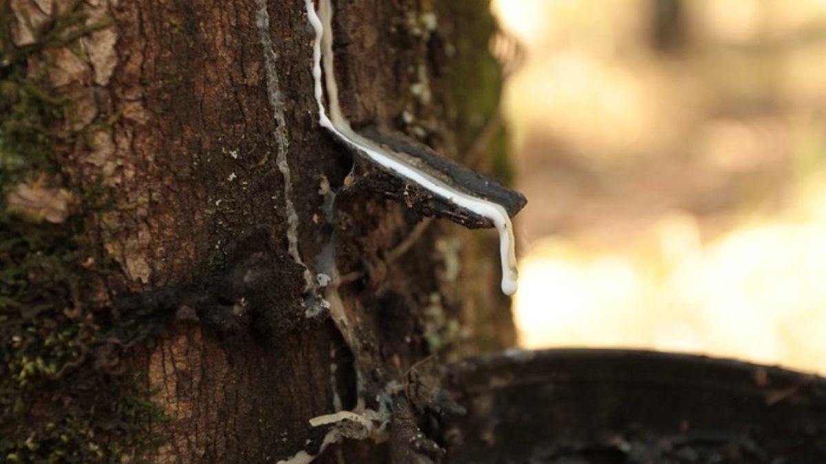 Preço de referência de importação da borracha natural sobe 3,7% em maio