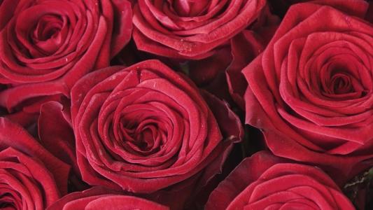 Rosas