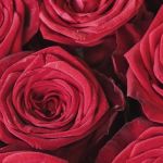 Nada de rosas! Florista indica cinco alternativas surpreendentes de flores para o Dia dos Namorados