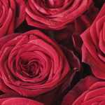 'O amor está no ar': 60 toneladas de rosas chegam em Viracopos para o Dia dos Namorados