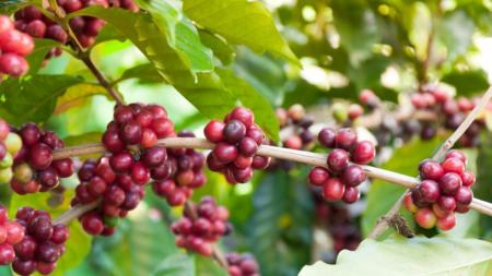 Plantação café