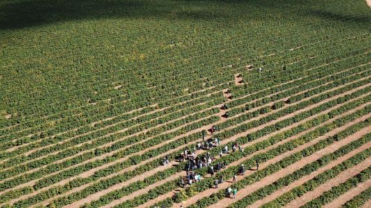 Unidades demonstrativas cafeeiras em MG auxiliam produtores a escolherem suas cultivares
