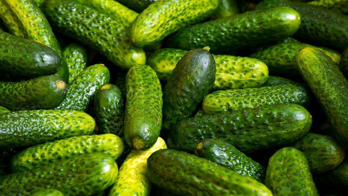 Dia do Pepino: além da salada é um legado da agricultura familiar