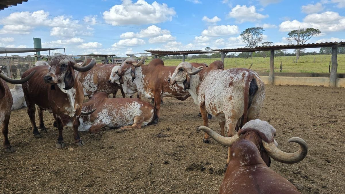 Megaleite 2025: comitiva de MS leva alternativas genéticas e de saúde animal na maior feira leiteira