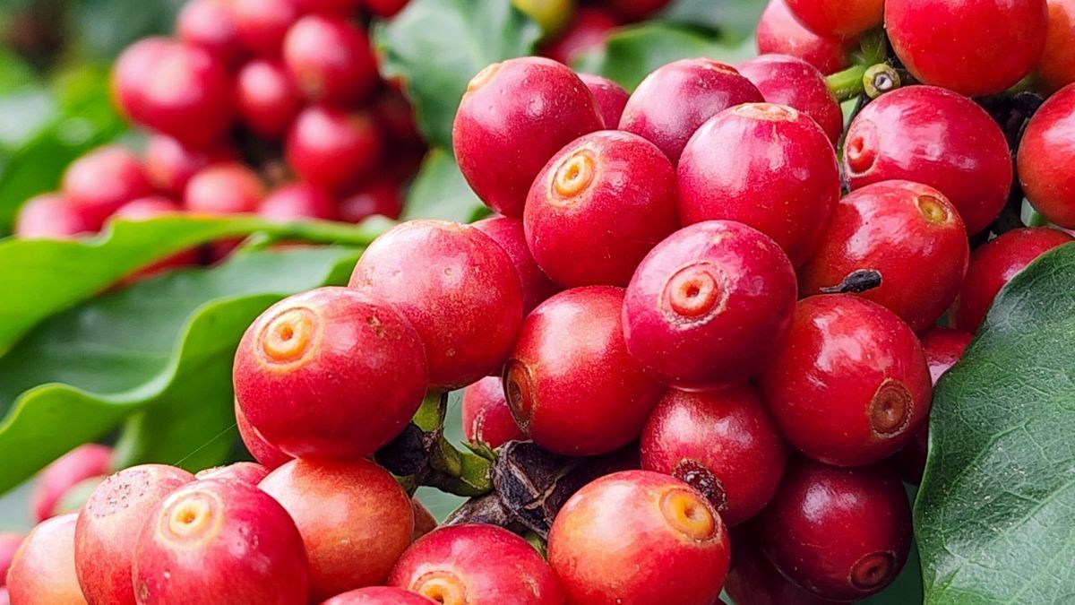 Agro lidera exportações de Minas Gerais e café tem destaque nacional