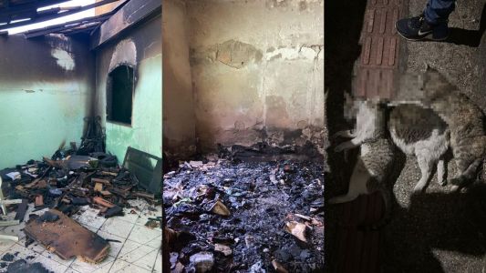 Casa destruída após incêndio e três gatos mortos no chão