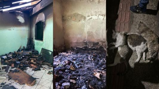 Casa destruída após incêndio e três gatos mortos no chão