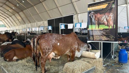 Vacas na Megaleite