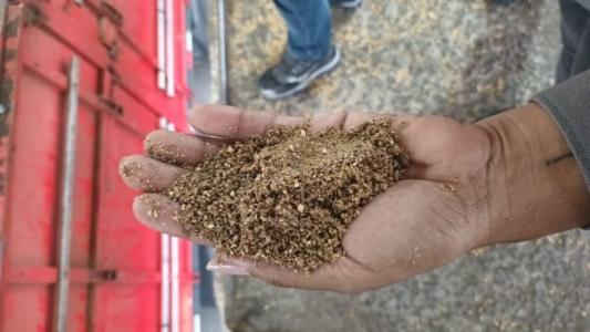 Punhado de farelo de soja adulterado