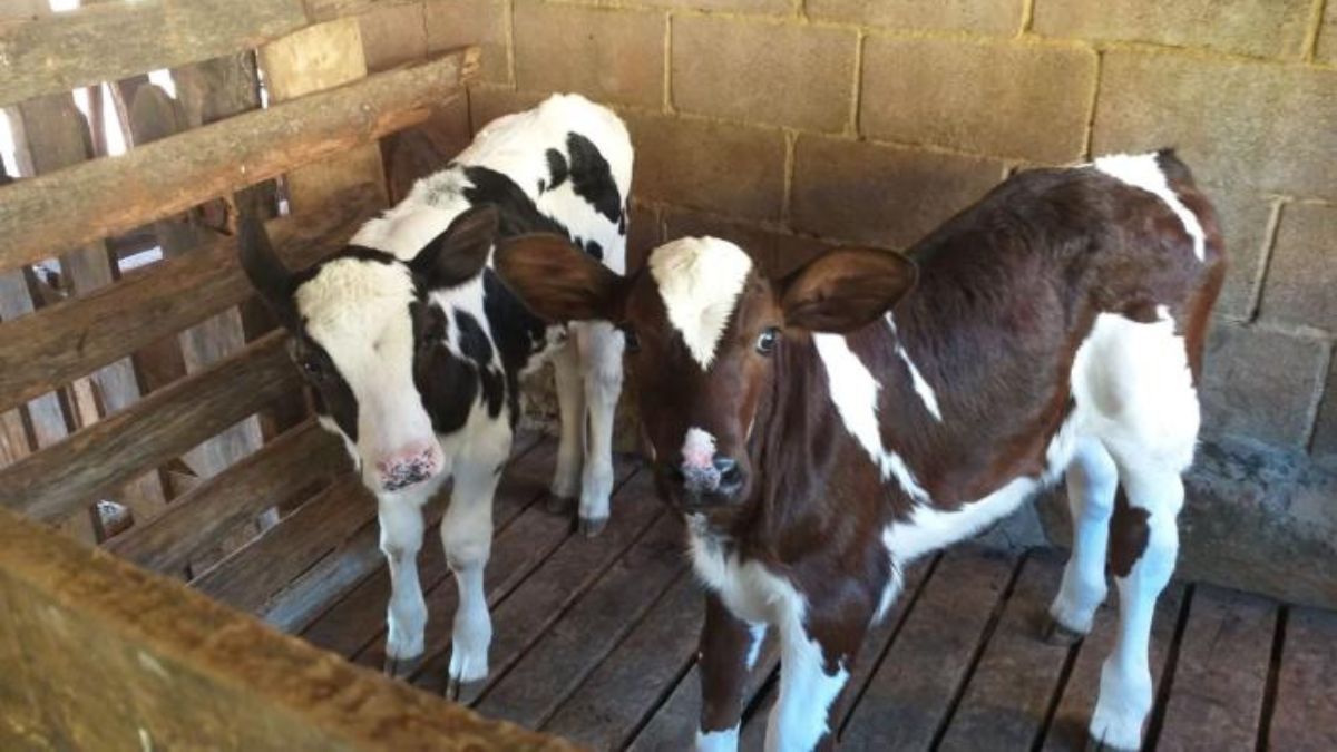 Pecuaristas do Sul de Minas investem na melhoria genética