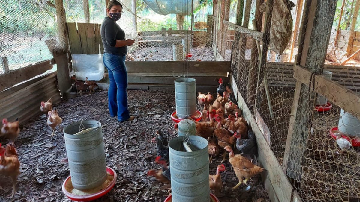 Produção de carnes permanece acima de 31 milhões de toneladas em 2025