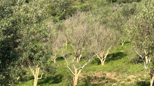 Oliveiras secas contaminadas pela Xylella