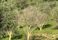 'Dengue' das oliveiras, Xyllela desafia produção de azeite no Sul de Minas