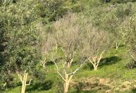 'Dengue' das oliveiras, Xyllela desafia produção de azeite no Sul de Minas