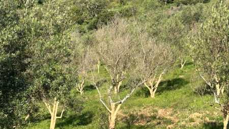 Oliveiras secas contaminadas pela Xylella