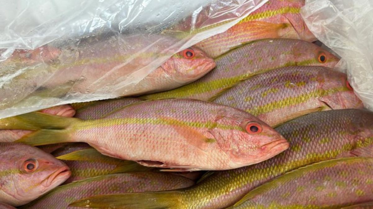 Ibama apreende 2 toneladas de pescado ilegal em Guarulhos com destino aos EUA