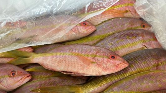 Peixes apreendidos no Aeroporto de Guarulhos