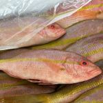 Pesquisa avalia aceitação à carne de peixe cultivada a partir de células no Brasil